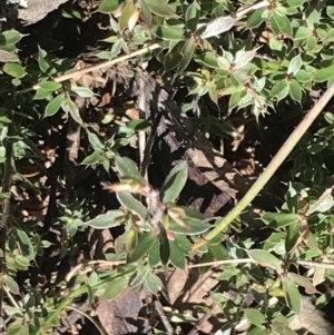 Leucopogon fraseri at Cotter River, ACT - 26 Jun 2022