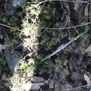 Styphelia nesophila at Cotter River, ACT - 26 Jun 2022