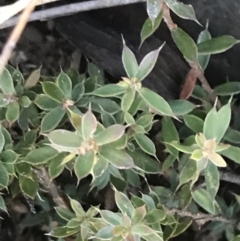 Styphelia nesophila at Cotter River, ACT - 26 Jun 2022