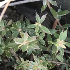 Leucopogon fraseri at Cotter River, ACT - 26 Jun 2022