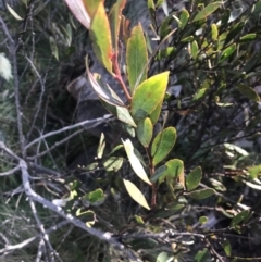 Daviesia mimosoides subsp. acris (Blunt-Leaf Bitter-Pea) at Paddys River, ACT - 26 Jun 2022 by Tapirlord