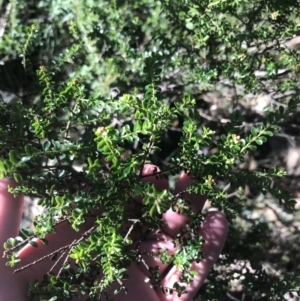 Leionema lamprophyllum subsp. obovatum at Cotter River, ACT - suppressed