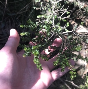 Leionema lamprophyllum subsp. obovatum at Cotter River, ACT - suppressed