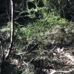 Leionema lamprophyllum subsp. obovatum at Cotter River, ACT - suppressed