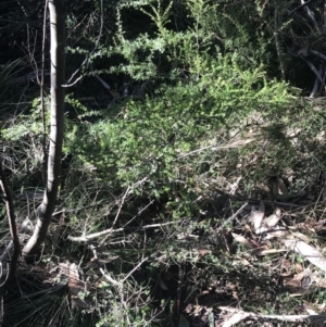 Leionema lamprophyllum subsp. obovatum at Cotter River, ACT - suppressed