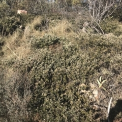 Grevillea diminuta at Cotter River, ACT - 26 Jun 2022