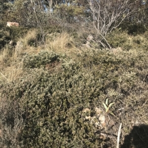 Grevillea diminuta at Cotter River, ACT - 26 Jun 2022