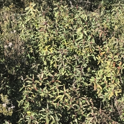 Philotheca myoporoides subsp. myoporoides (Long-leaf Waxflower) at Cotter River, ACT - 26 Jun 2022 by Tapirlord