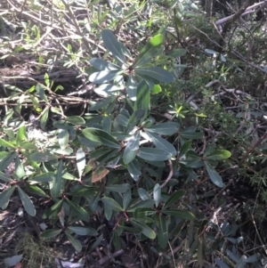 Tasmannia xerophila subsp. xerophila at Paddys River, ACT - 26 Jun 2022 12:30 PM