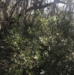 Tasmannia xerophila subsp. xerophila at Paddys River, ACT - 26 Jun 2022 12:30 PM