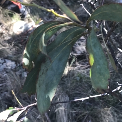 Acacia obliquinervia (Mountain Hickory) at Cotter River, ACT - 26 Jun 2022 by Tapirlord