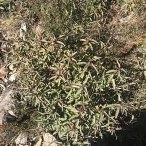 Philotheca myoporoides subsp. myoporoides at Cotter River, ACT - 26 Jun 2022