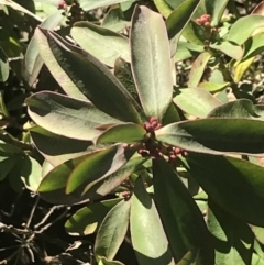 Philotheca myoporoides subsp. myoporoides (Long-leaf Waxflower) at Paddys River, ACT - 26 Jun 2022 by Tapirlord