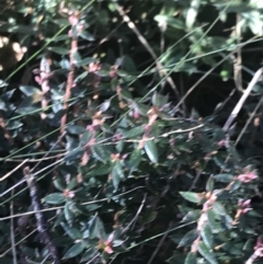 Acrotriche leucocarpa (Tall Acrotriche) at Paddys River, ACT - 26 Jun 2022 by Tapirlord