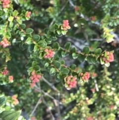 Leionema lamprophyllum subsp. obovatum (Shiny Phebalium) at Paddys River, ACT - 26 Jun 2022 by Tapirlord