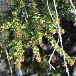 Leionema lamprophyllum subsp. obovatum at Paddys River, ACT - 26 Jun 2022