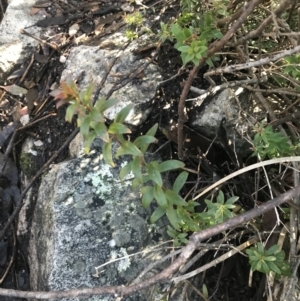 Platysace lanceolata at Paddys River, ACT - 26 Jun 2022