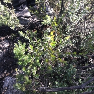 Platysace lanceolata at Paddys River, ACT - 26 Jun 2022