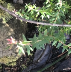 Acrotriche leucocarpa (Tall Acrotriche) at Paddys River, ACT - 26 Jun 2022 by Tapirlord