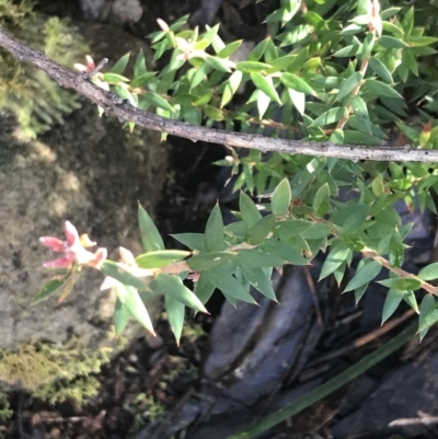 Acrotriche leucocarpa (Tall Acrotriche) at Paddys River, ACT - 26 Jun 2022 by Tapirlord