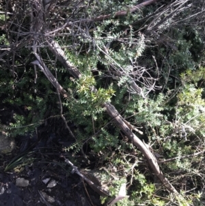 Acrotriche leucocarpa at Paddys River, ACT - 26 Jun 2022