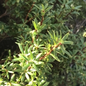 Leucopogon gelidus at Paddys River, ACT - 26 Jun 2022 10:50 AM