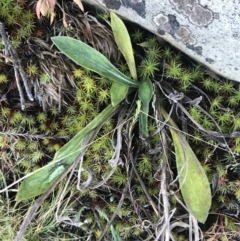 Goodenia montana (Mountain Velleia) at Cotter River, ACT - 26 Jun 2022 by Tapirlord