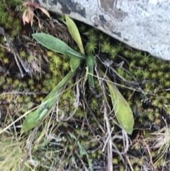 Goodenia montana at Cotter River, ACT - 26 Jun 2022 10:33 AM