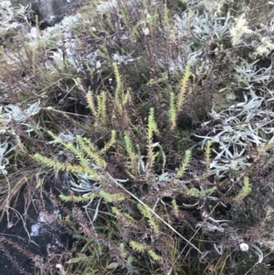 Rhodanthe anthemoides at Cotter River, ACT - 26 Jun 2022