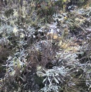 Rhodanthe anthemoides at Cotter River, ACT - 26 Jun 2022