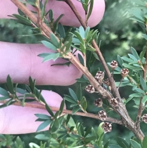 Kunzea peduncularis at Paddys River, ACT - 26 Jun 2022 10:27 AM