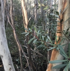 Tasmannia xerophila subsp. xerophila at Cotter River, ACT - 26 Jun 2022