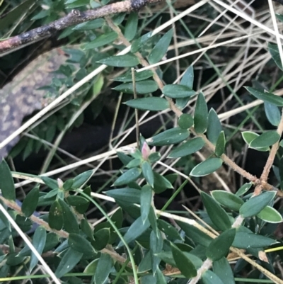 Acrotriche leucocarpa (Tall Acrotriche) at Paddys River, ACT - 26 Jun 2022 by Tapirlord