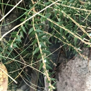 Acrotriche leucocarpa at Paddys River, ACT - 26 Jun 2022