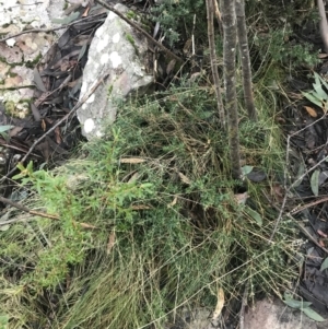 Acrotriche leucocarpa at Paddys River, ACT - 26 Jun 2022