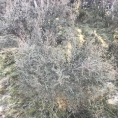 Leptospermum myrtifolium at Cotter River, ACT - 26 Jun 2022 10:09 AM