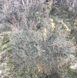 Leptospermum myrtifolium at Cotter River, ACT - 26 Jun 2022 10:09 AM