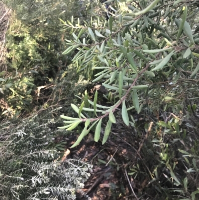 Persoonia subvelutina at Paddys River, ACT - 26 Jun 2022 by Tapirlord