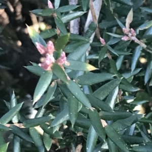 Acrotriche leucocarpa at Paddys River, ACT - 26 Jun 2022