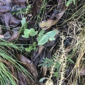 Veronica perfoliata at Paddys River, ACT - 26 Jun 2022 09:46 AM