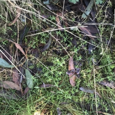 Stellaria pungens (Prickly Starwort) at Paddys River, ACT - 25 Jun 2022 by Tapirlord