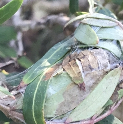 Unidentified Moth (Lepidoptera) at Tidbinbilla Nature Reserve - 25 Jun 2022 by Tapirlord