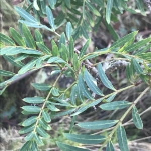 Polyscias sambucifolia subsp. Short leaflets (V.Stajsic 196) Vic. Herbarium at Paddys River, ACT - 26 Jun 2022