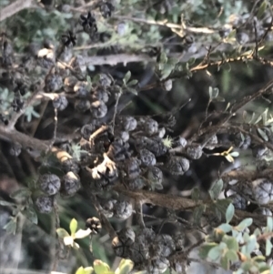 Leptospermum myrtifolium at Paddys River, ACT - 26 Jun 2022 09:39 AM