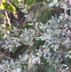 Leptospermum myrtifolium at Paddys River, ACT - 26 Jun 2022 09:39 AM