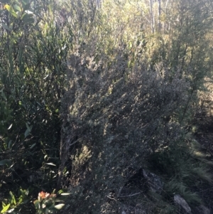 Leptospermum myrtifolium at Paddys River, ACT - 26 Jun 2022 09:39 AM