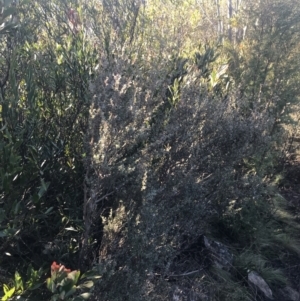 Leptospermum myrtifolium at Paddys River, ACT - 26 Jun 2022 09:39 AM