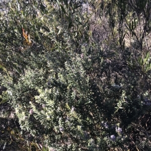 Oxylobium ellipticum at Paddys River, ACT - 26 Jun 2022