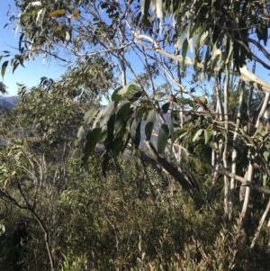 Eucalyptus pauciflora subsp. pauciflora at Paddys River, ACT - 26 Jun 2022