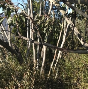 Eucalyptus pauciflora subsp. pauciflora at Paddys River, ACT - 26 Jun 2022